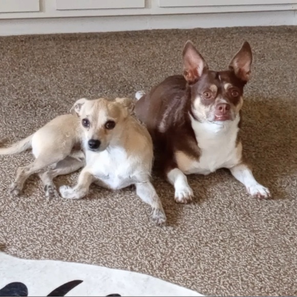 Meet your Posher. - Picture 1 of 1